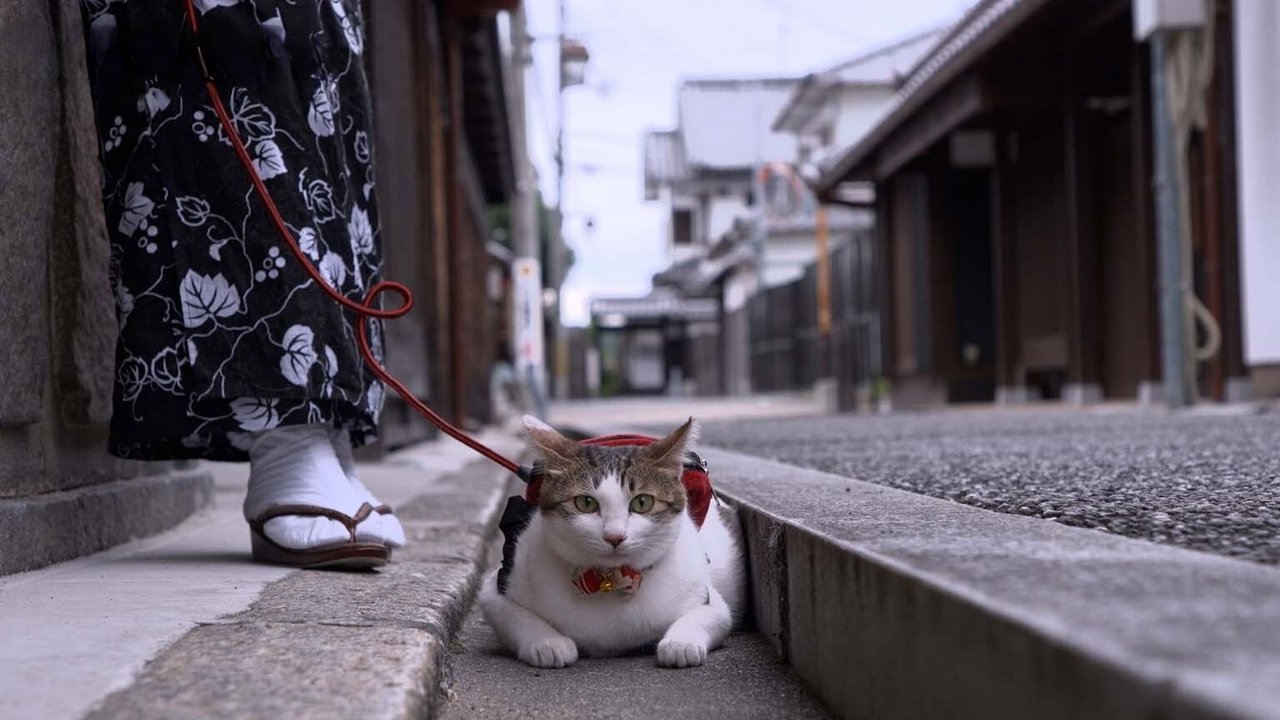 A Cat's-Eye View of Japan - Season 4 Episode 10 : Osaka: Steeped in Tradition