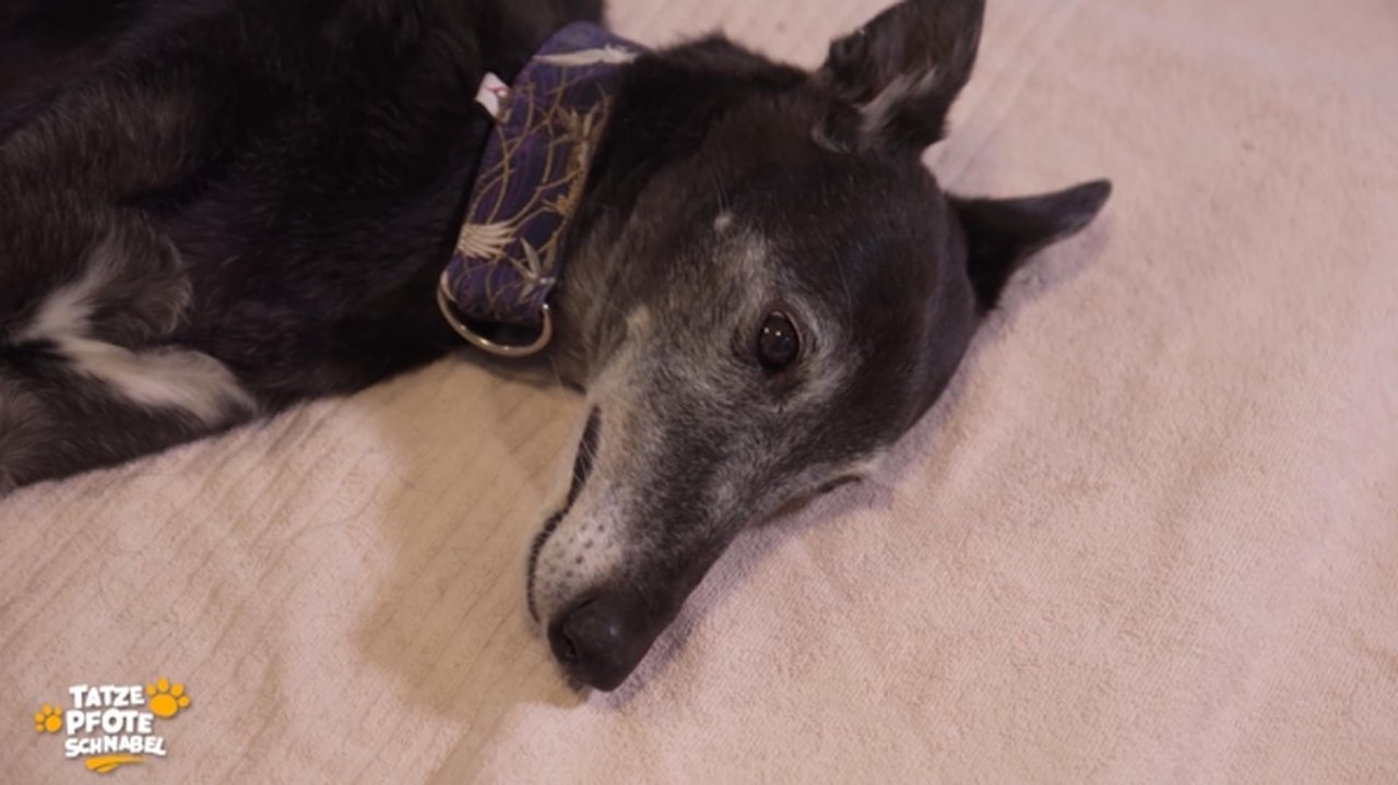 Tatze, Pfote, Schnabel - Season 2 Episode 2 : Episode 2