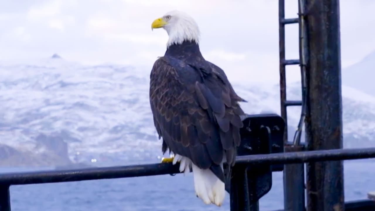 Deadliest Catch - Season 18 Episode 14 : Where Eagles Dare