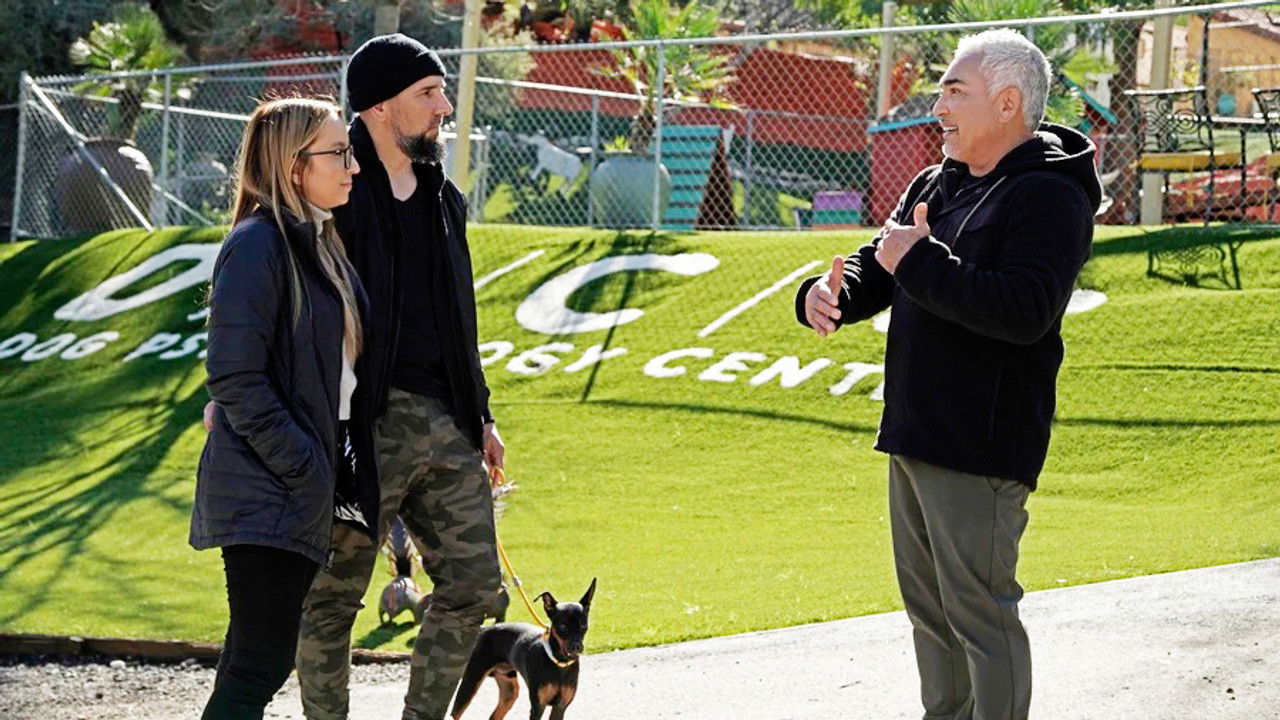 Cesar Millan: Tel Maître, Tel Chien — Épisode 4