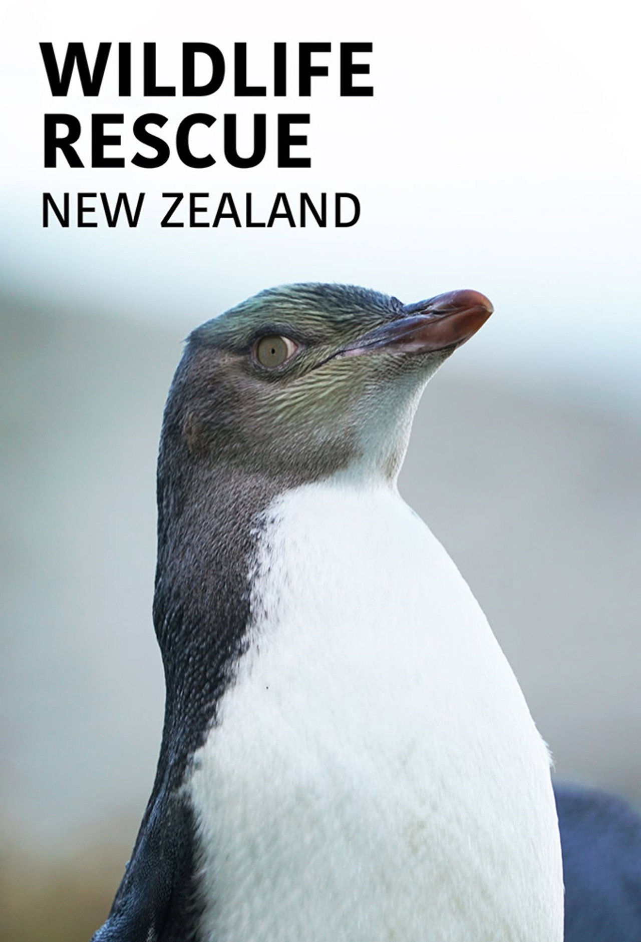 Wildlife Rescue New Zealand poster