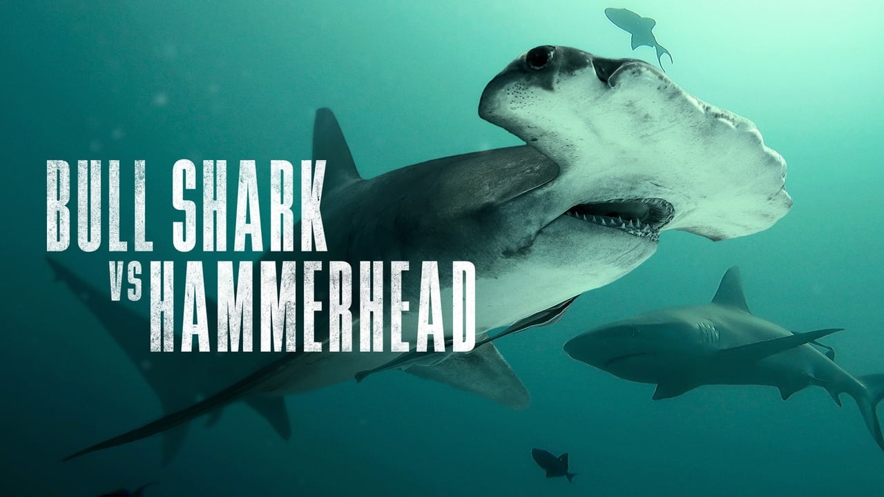 Bull Shark vs. Hammerhead background