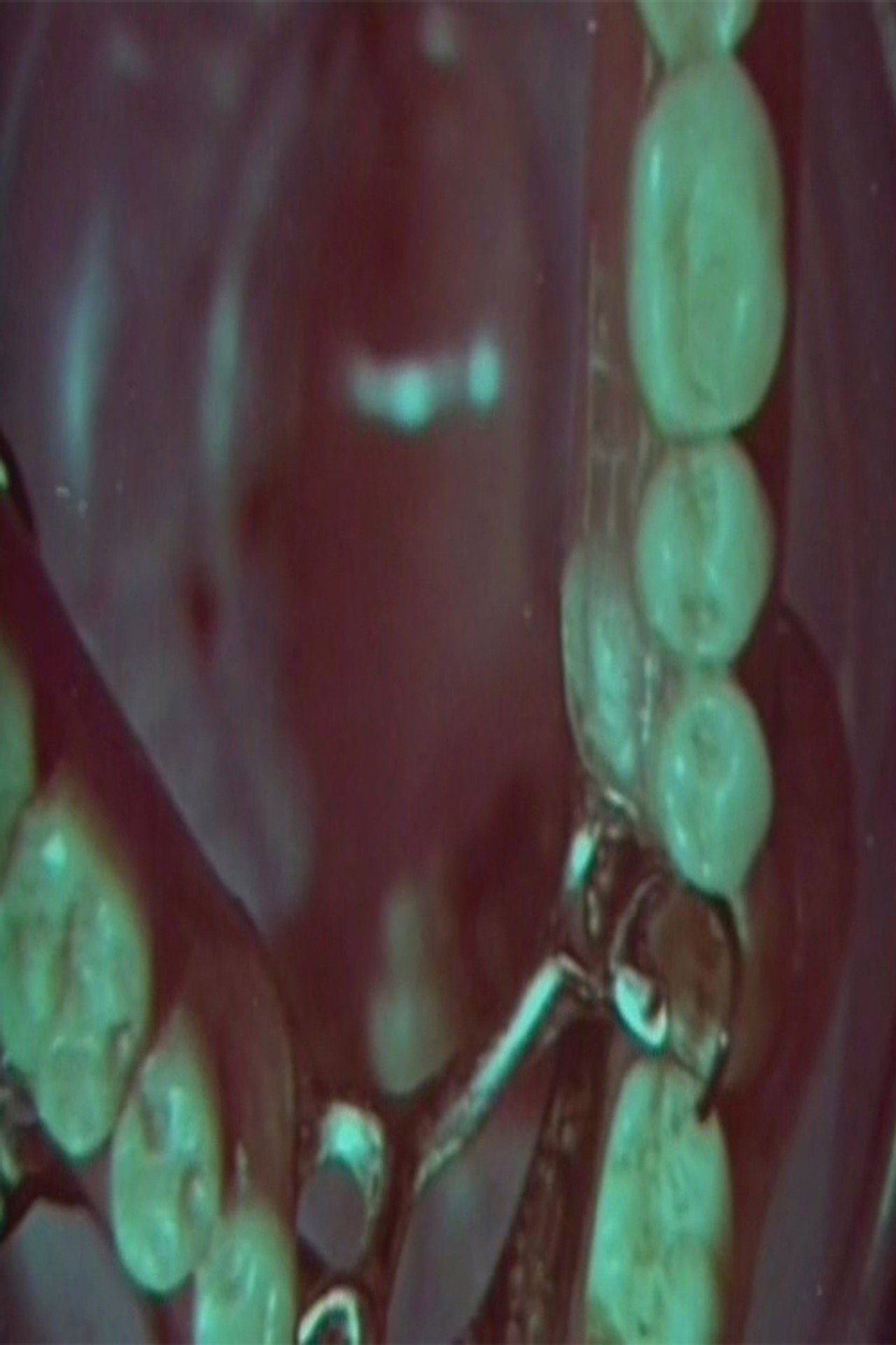Macrozoom filmaffisch