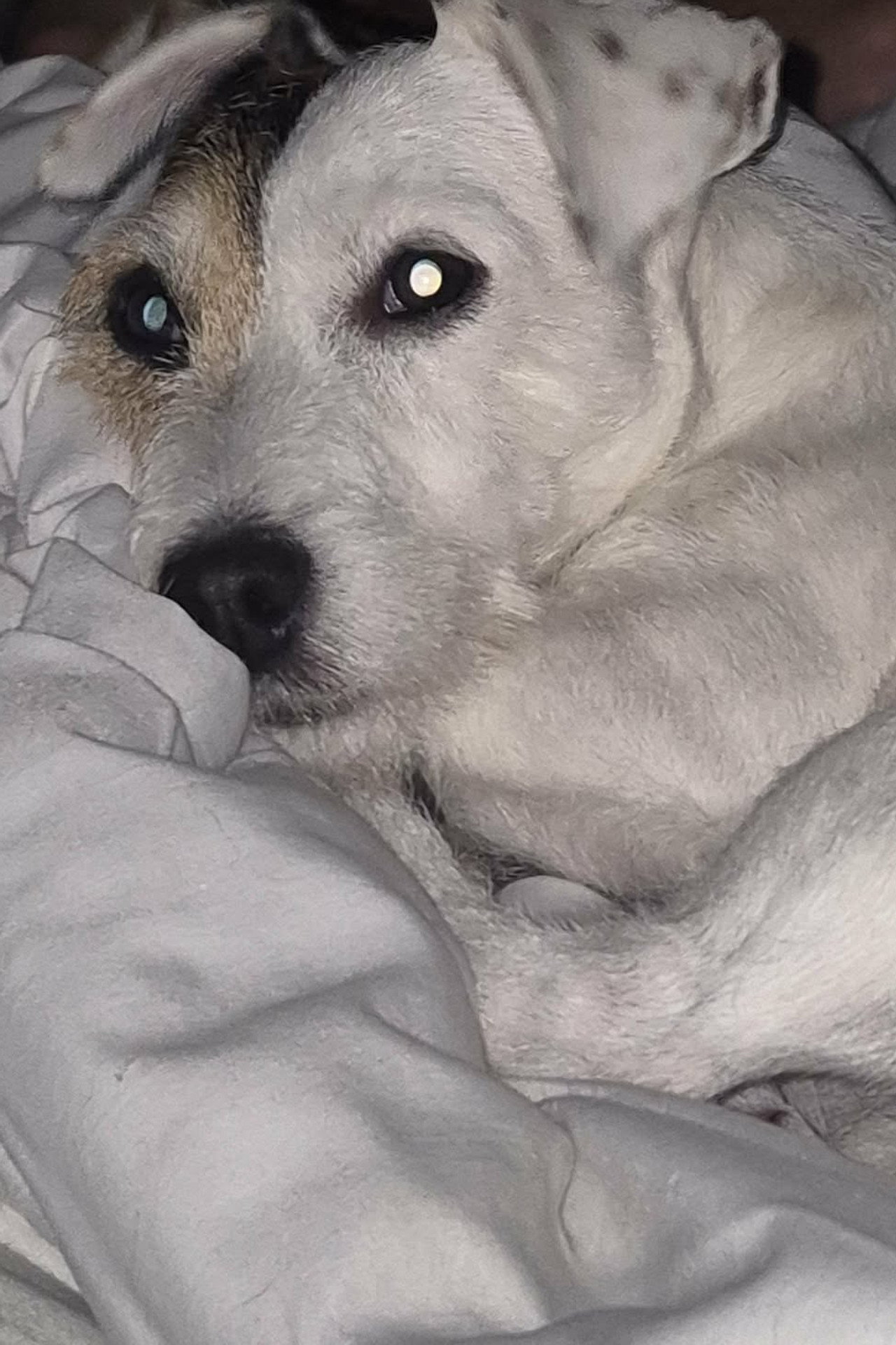 Doudou