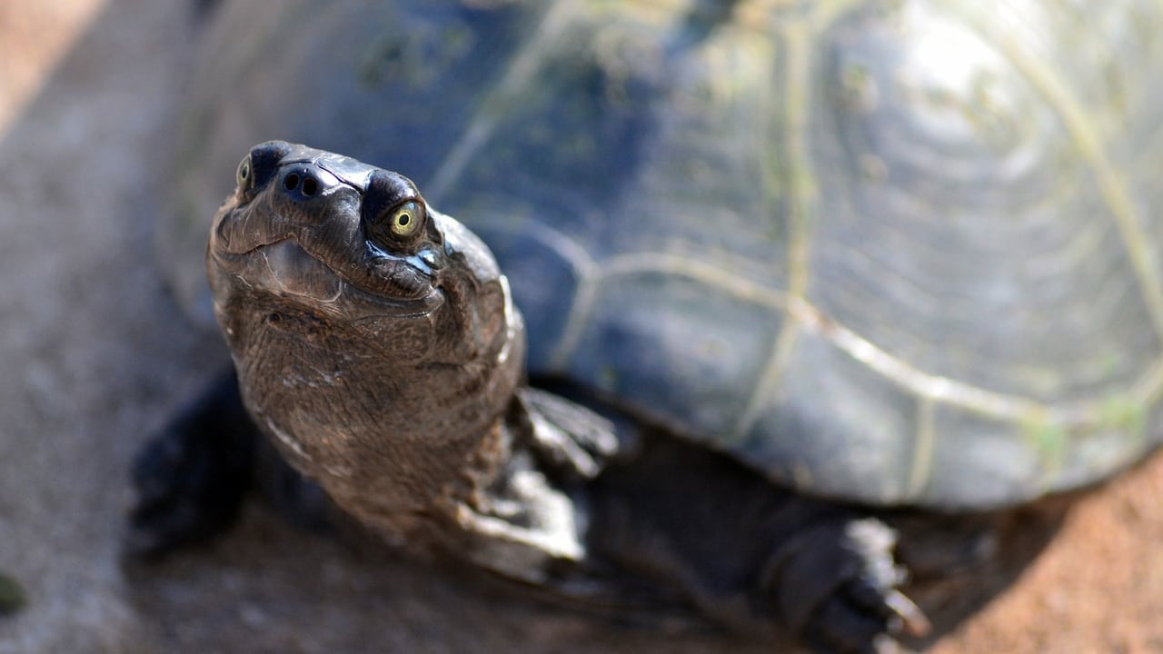 Nature - Season 21 Episode 9 : The Reptiles: Turtles and Tortoises