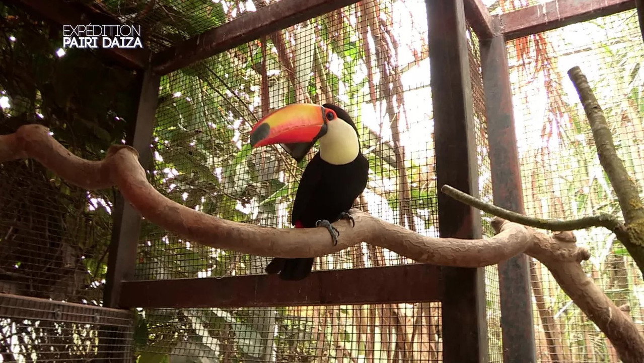 Expédition Pairi Daiza backdrop