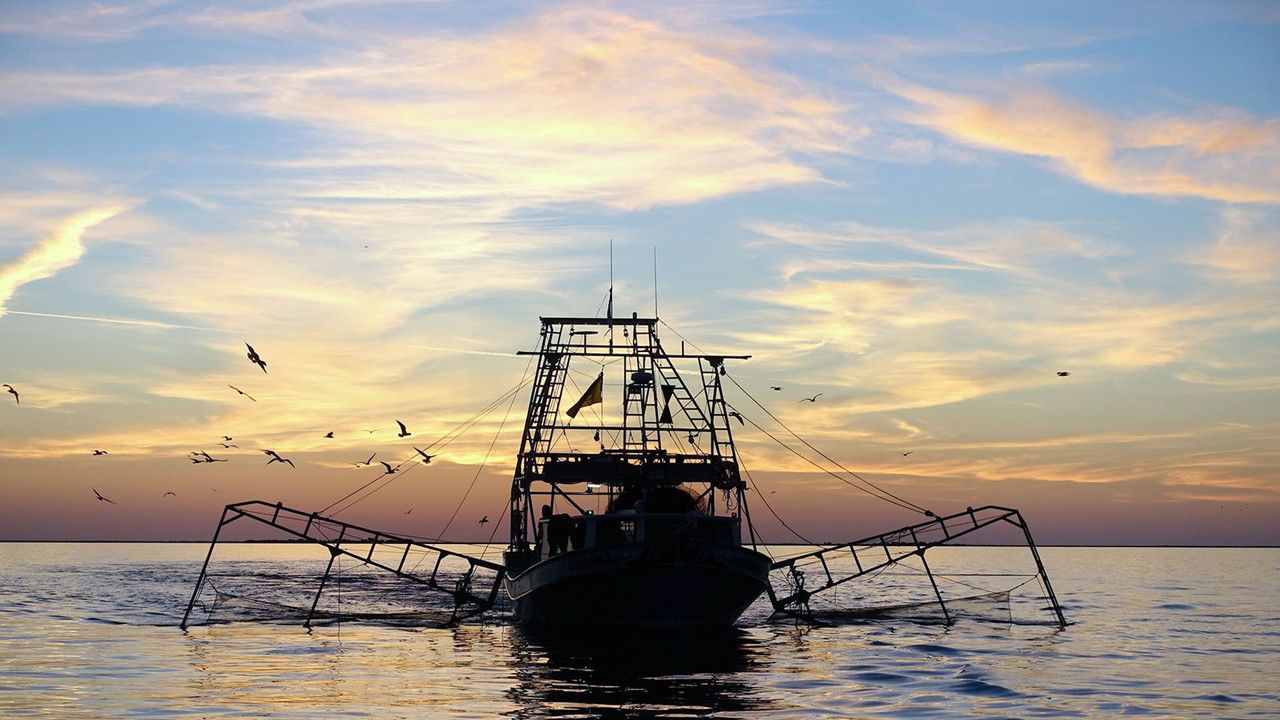 360° Géo — Les derniers pêcheurs de crevettes de Louisiane