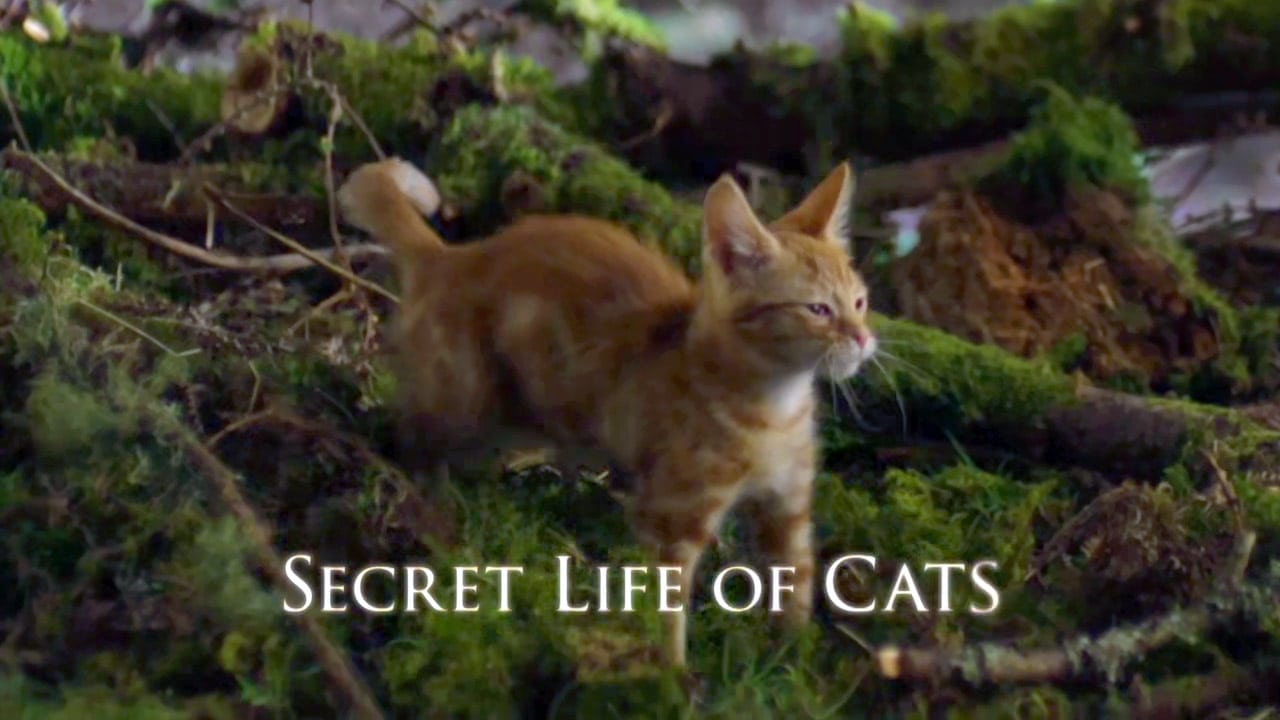 The Secret Life of Cats background