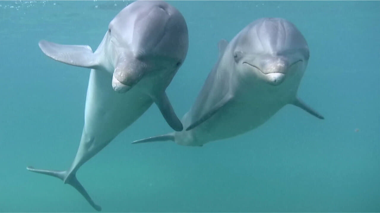Dolphins (2013)