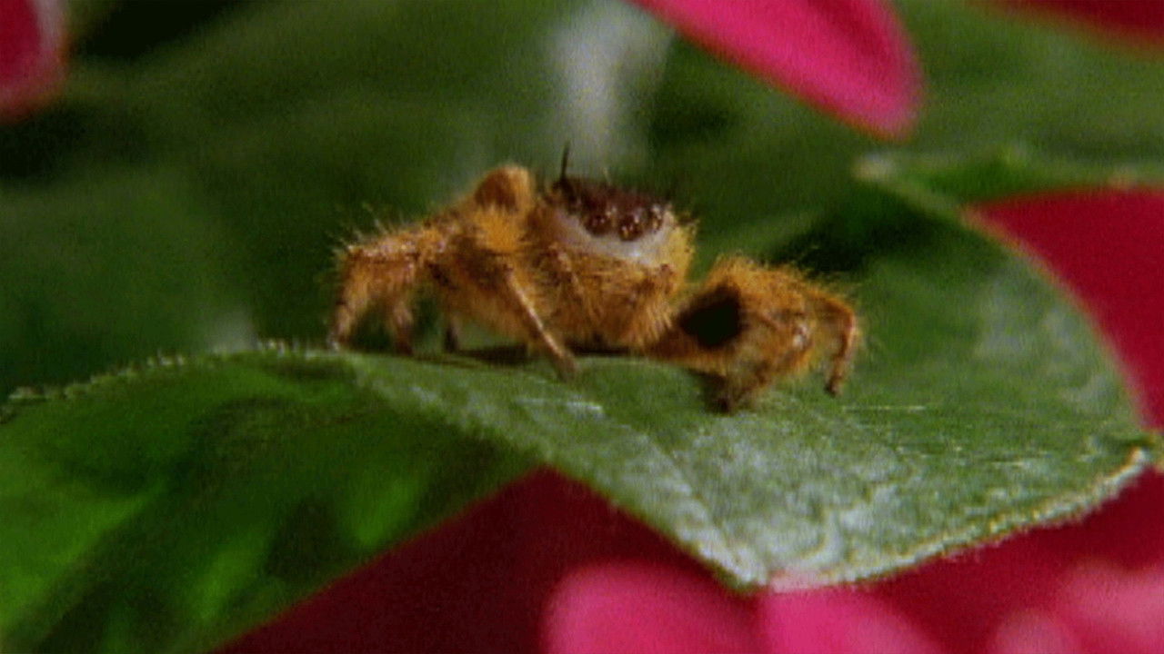 Spooky Spider feat. Parry Gripp