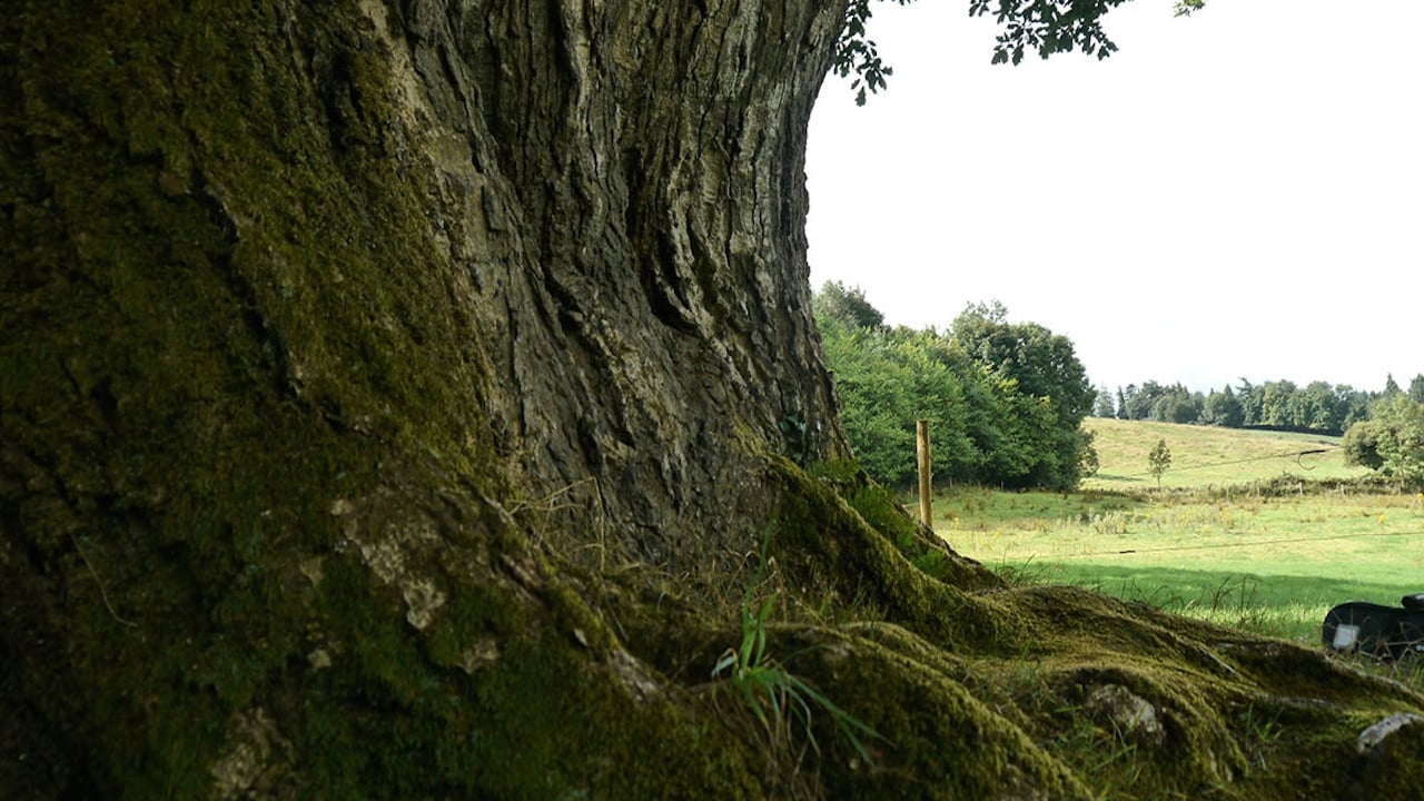 Call of the Forest: The Forgotten Wisdom of Trees Backdrop Image