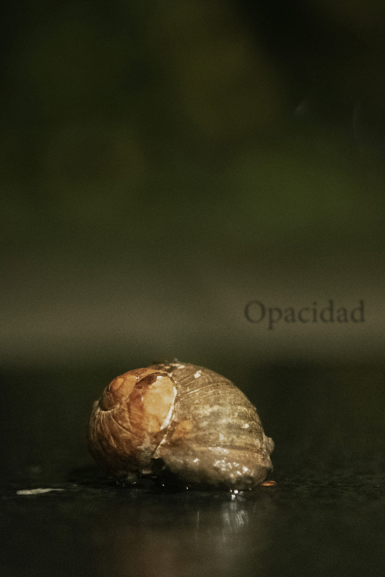 Opacidad filmaffisch