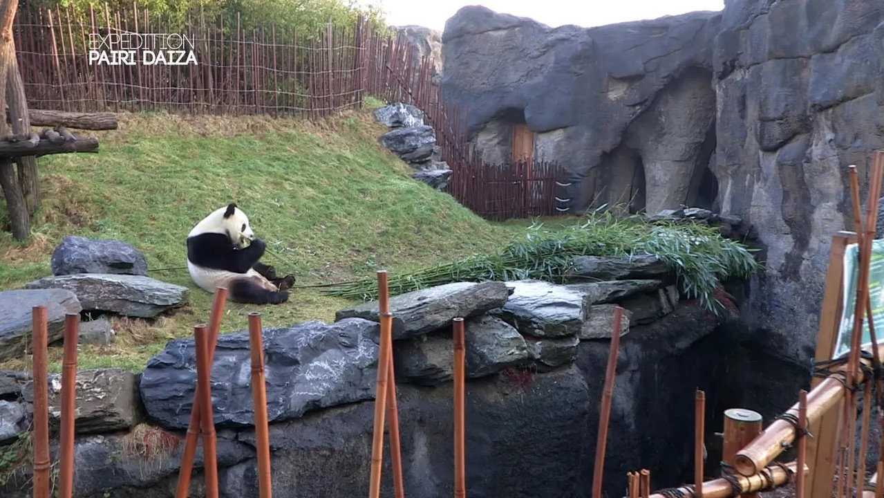 Expédition Pairi Daiza backdrop