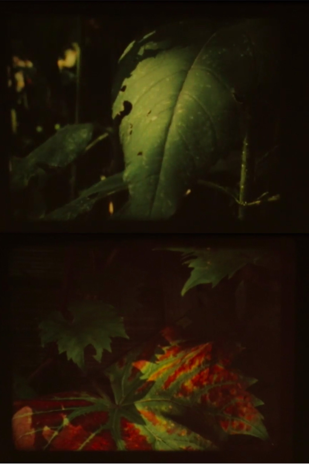 Autumn Fog filmaffisch