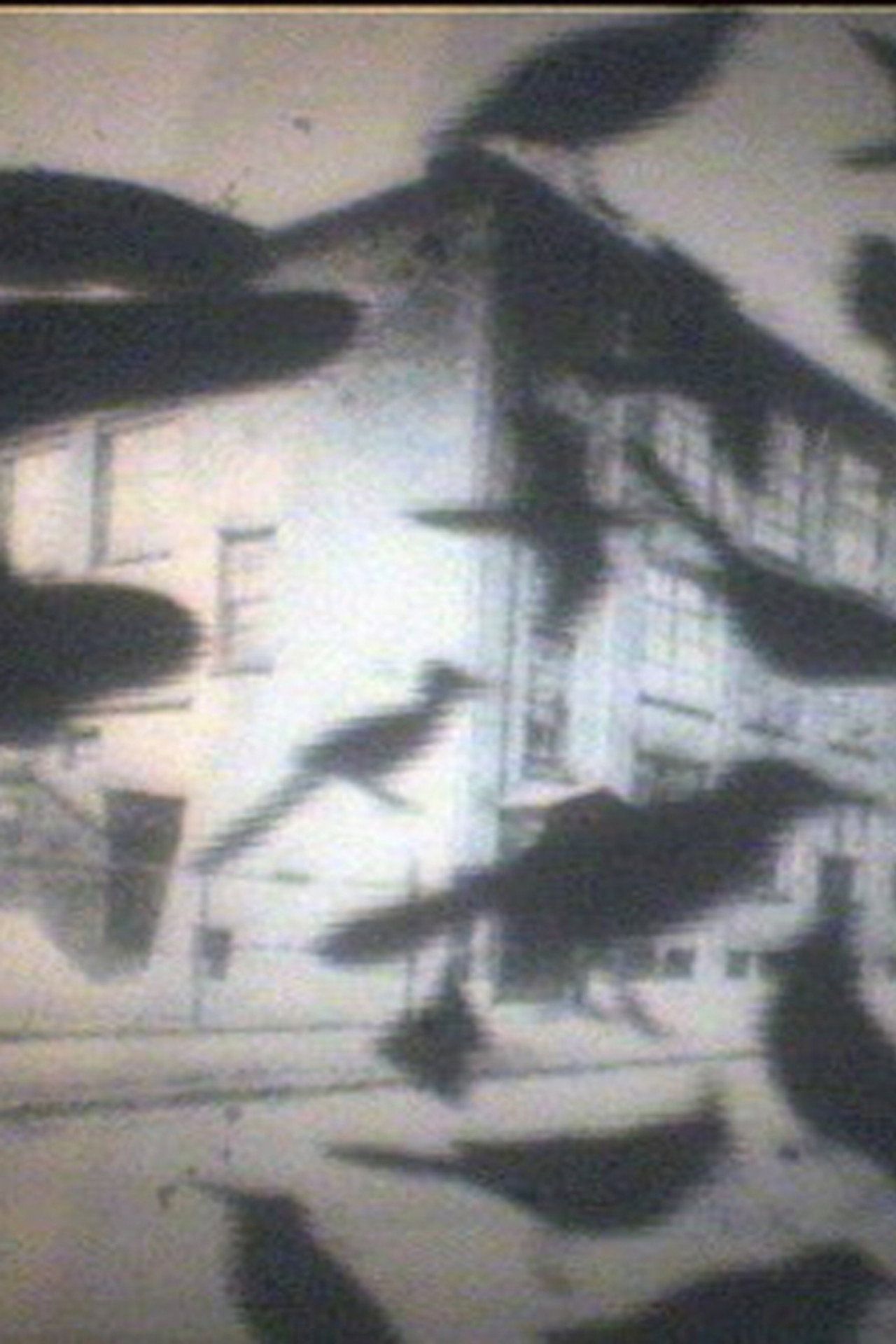 Curse Cures filmaffisch