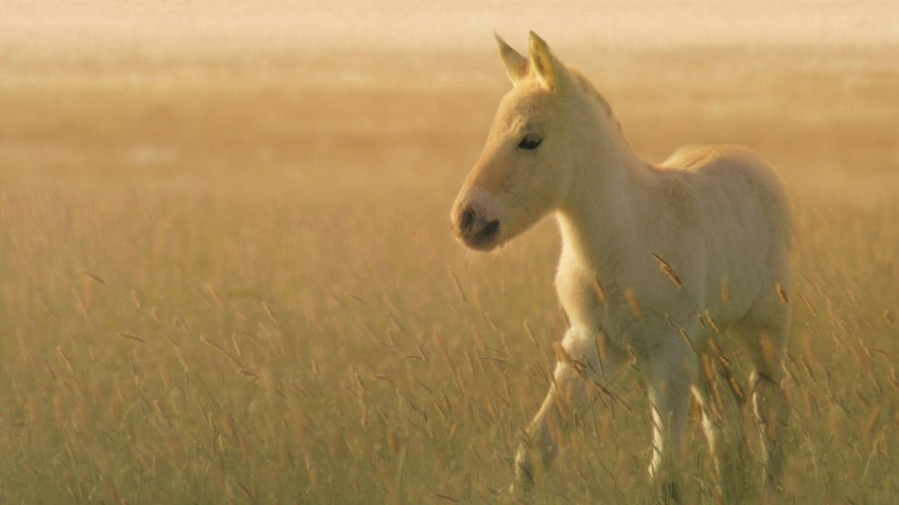 Wild Horses - A Tale From The Puszta (2021)