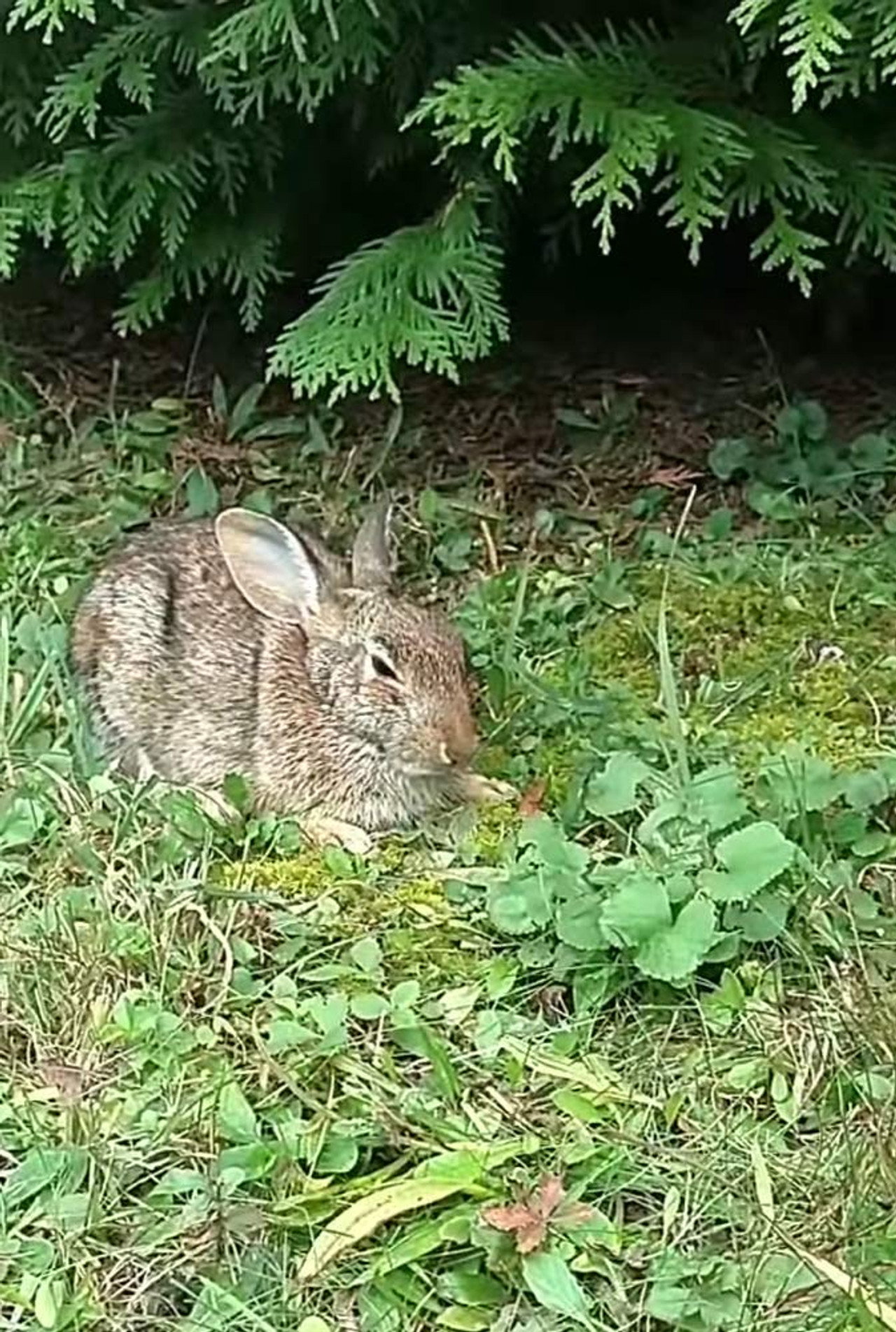 Comforting A Dying Rabbit Backdrop