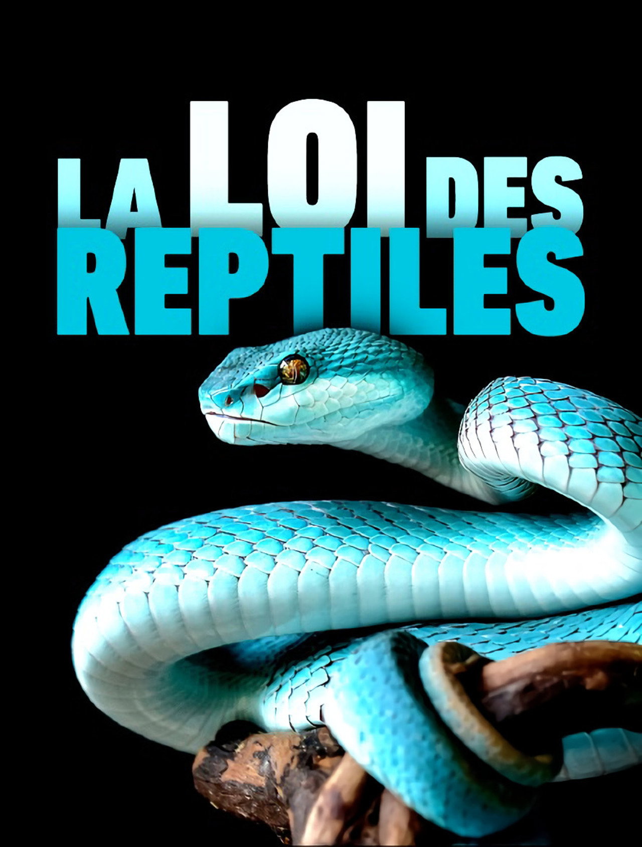 La loi des reptiles filmaffisch