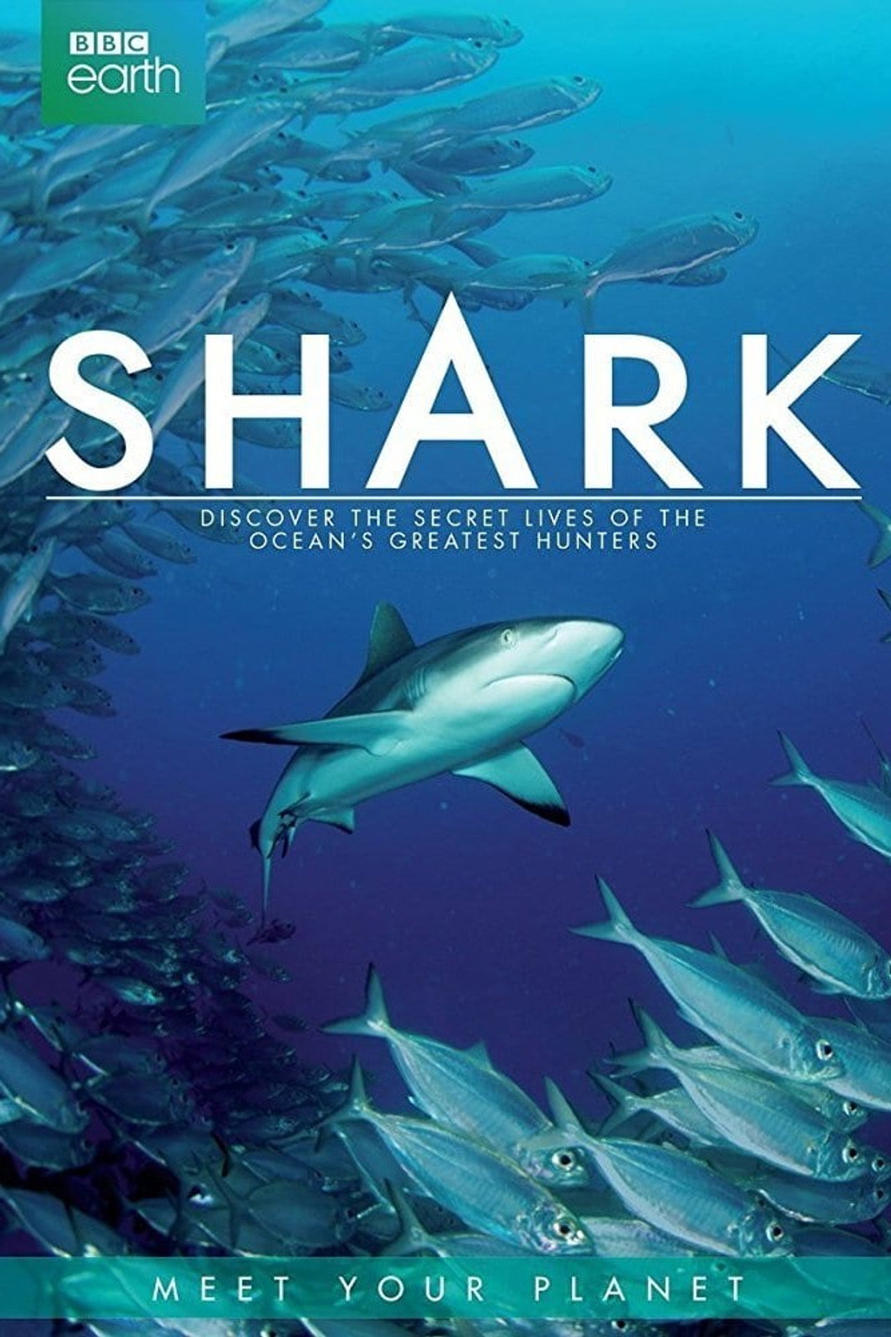 Shark still 6