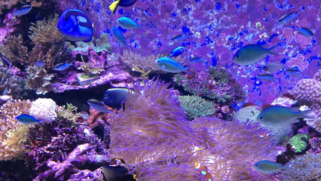 Can We Save the Reef?