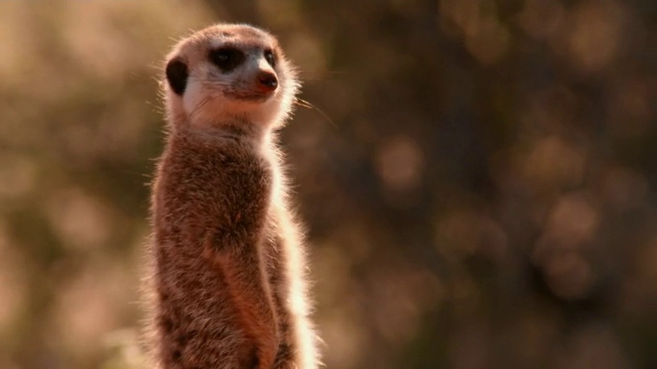 If I Were a Meerkat