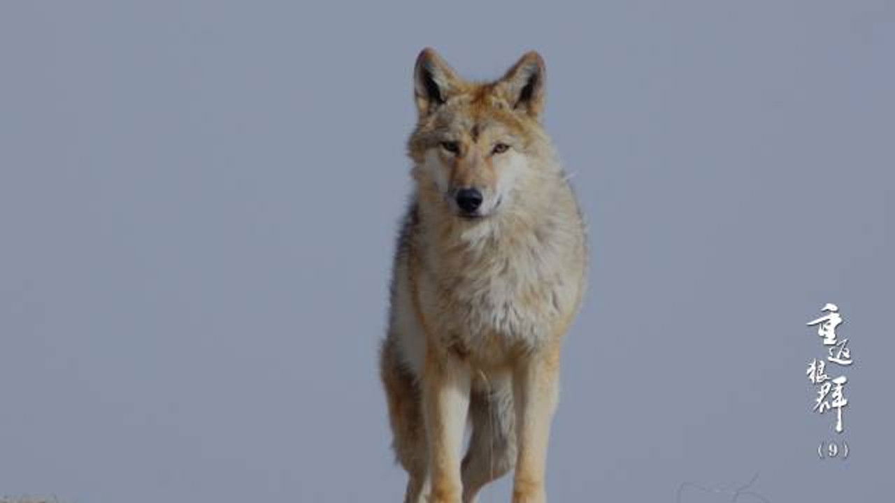 重返狼群 10周年特别纪念版 — Épisode 9