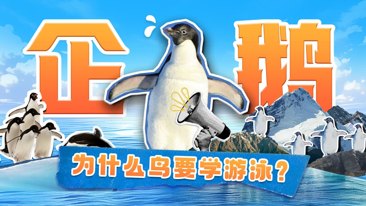 斑马百科探索 — Épisode 2