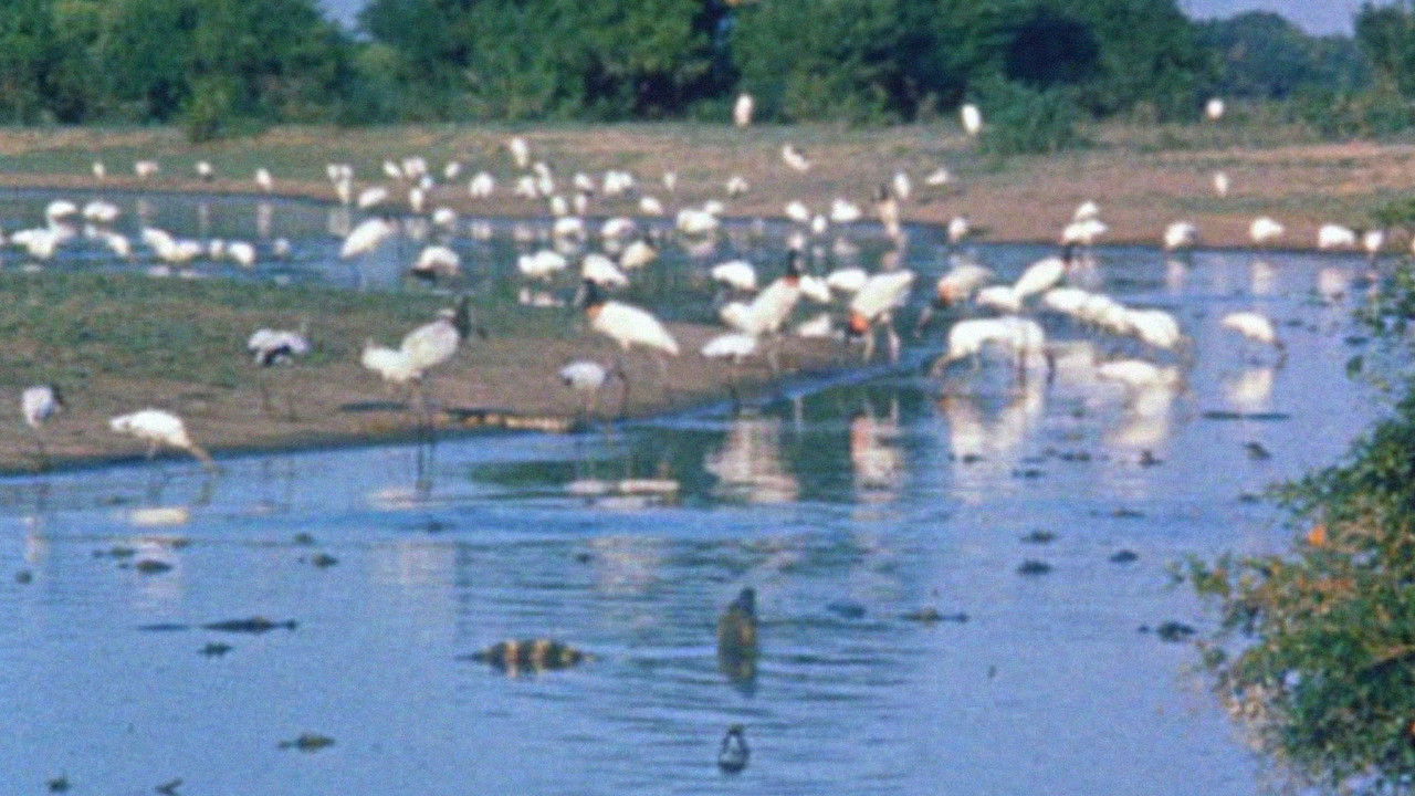 På jordens baksida — Épisode 4