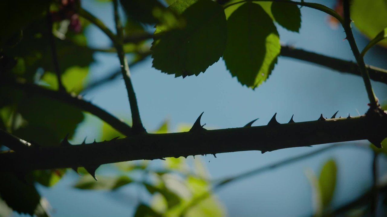 Natur im Garten - Season 28 Episode 8 : Episode 8