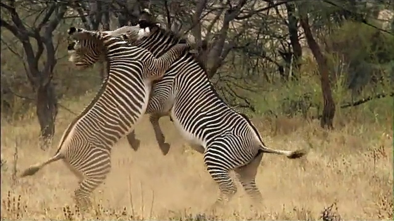 مشاهدة فيلم Afrique Sauvage مترجم بدون اعلانات - خلفية