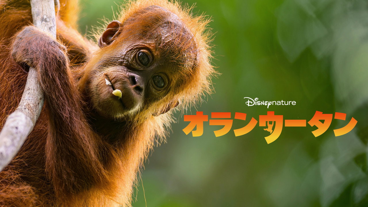 Orangutan backdrop