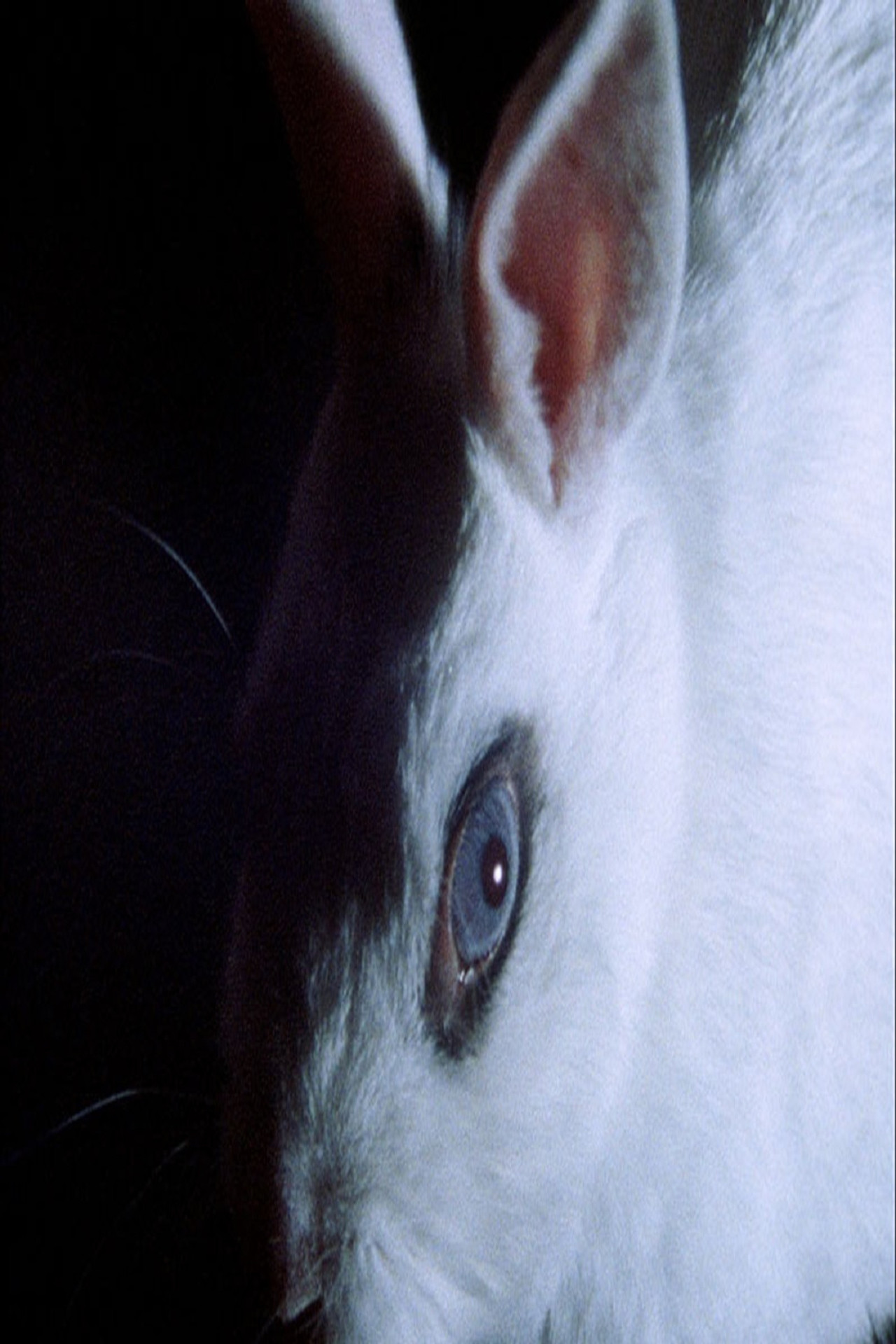 Cheshire Smile filmaffisch