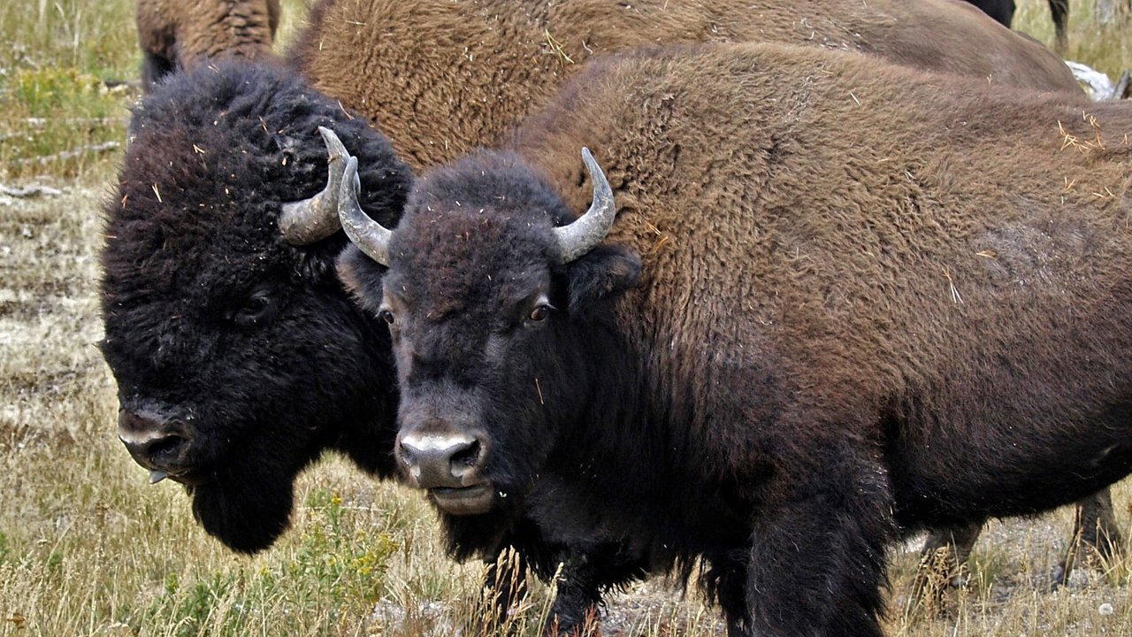 Nature - Season 17 Episode 3 : American Buffalo: Spirit of a Nation