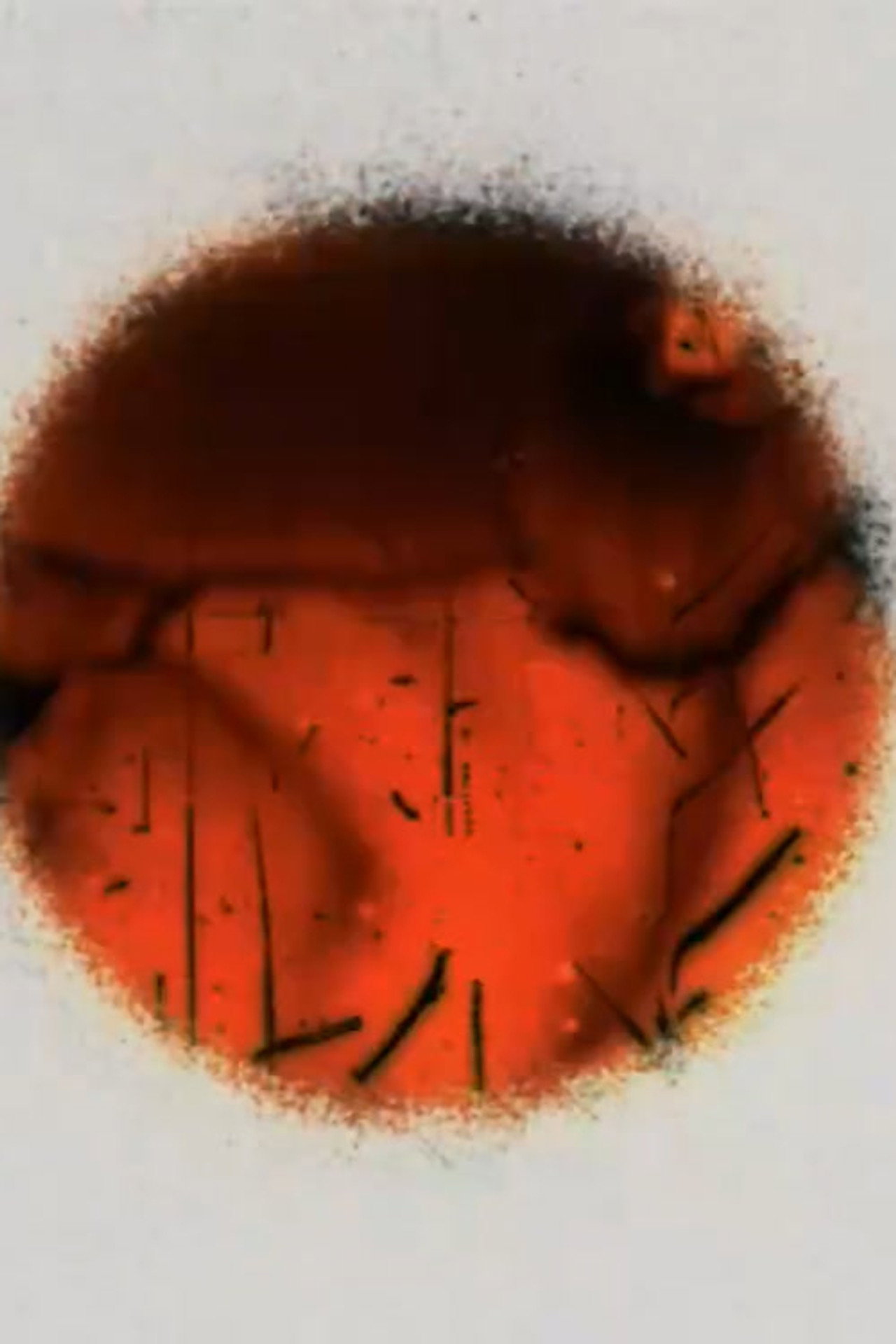Cerclitudes II