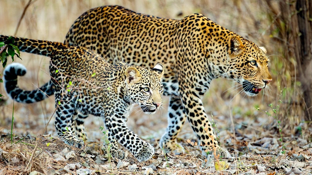 Kingdom - Season 1 Episode 1 : Episode 1