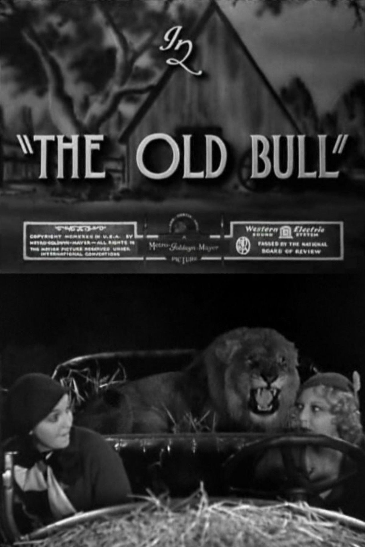 The Old Bull Backdrop