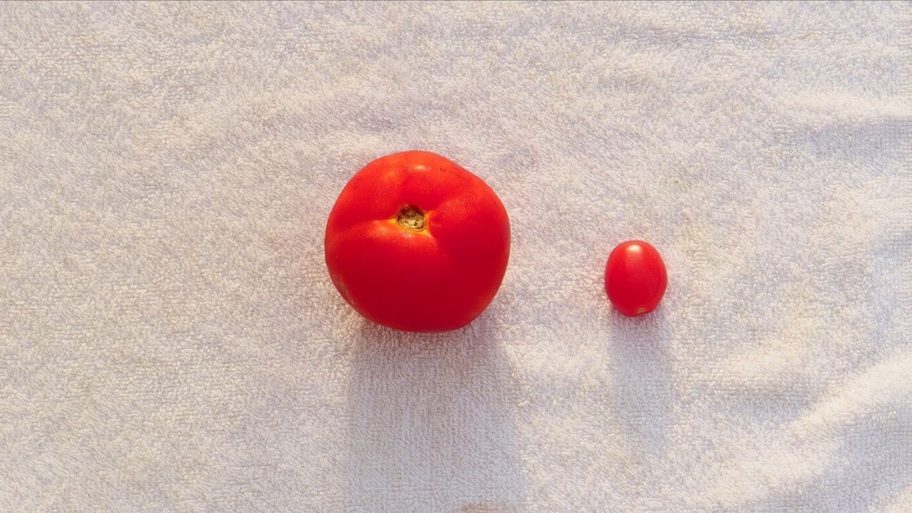 Jeta Seksuale e Tomatës këtu në shtëpi backdrop