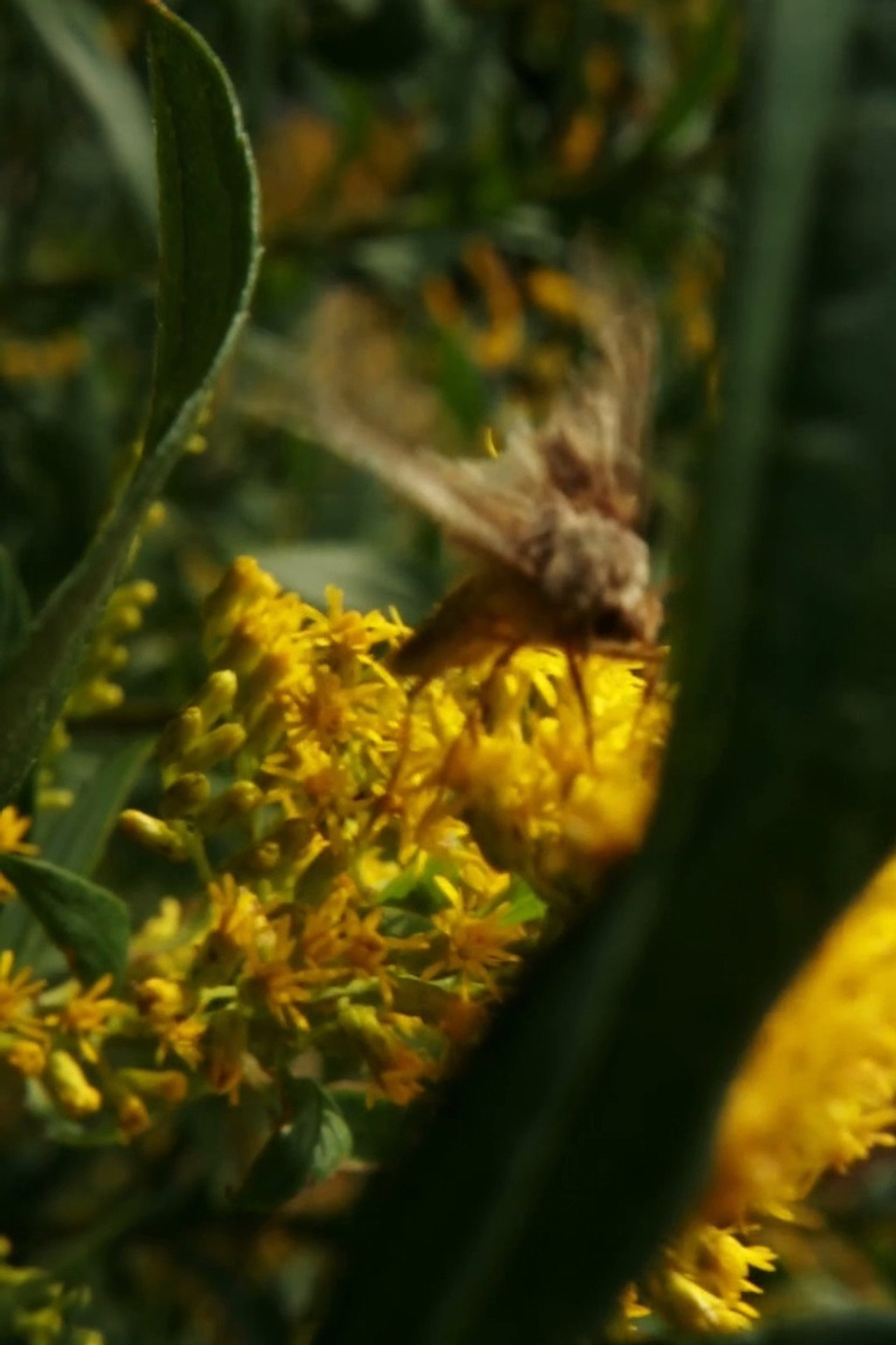 You are new November, old in eternal change filmaffisch