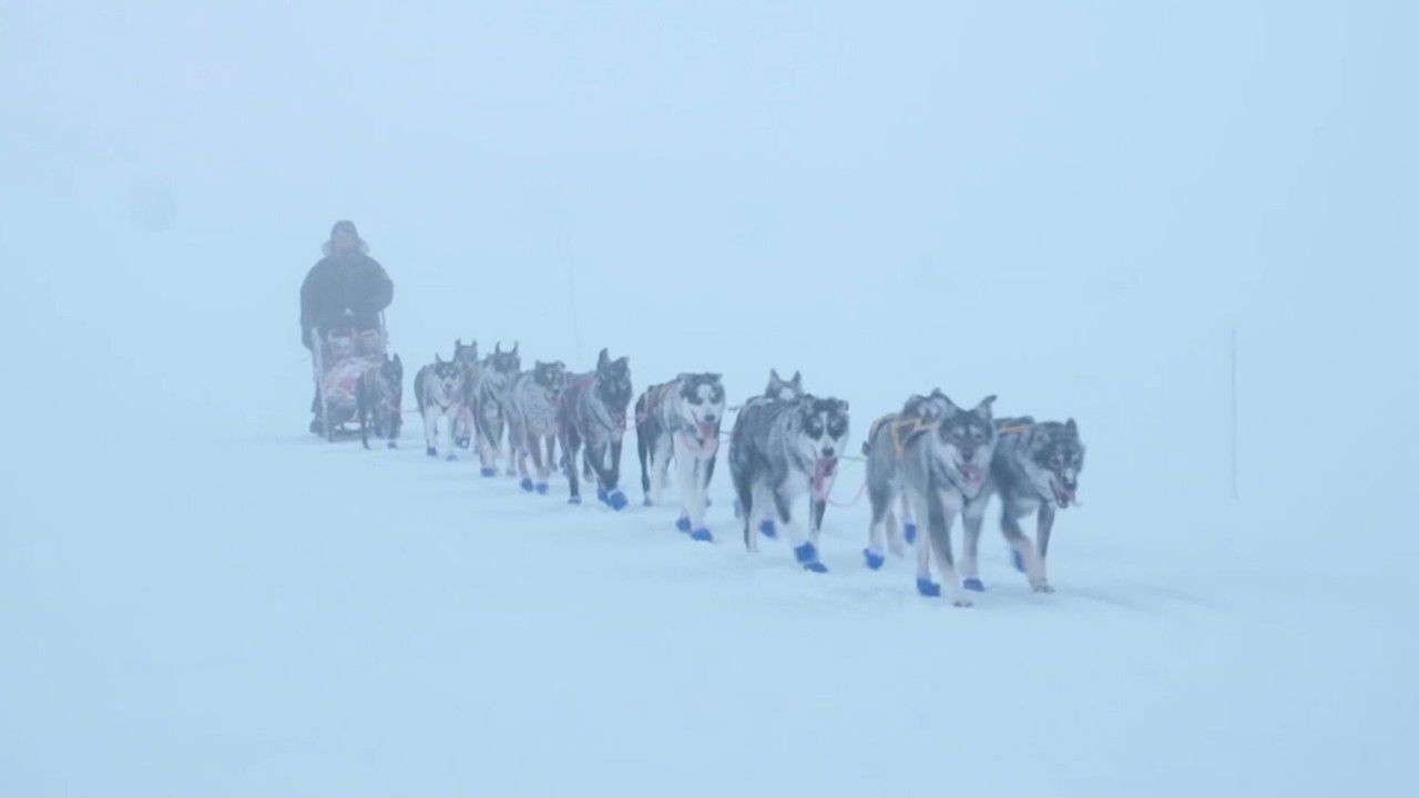 Monsen og hundene — Épisode 2