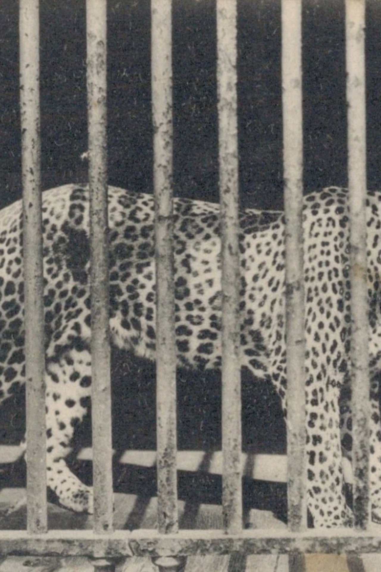 Zoo filmaffisch