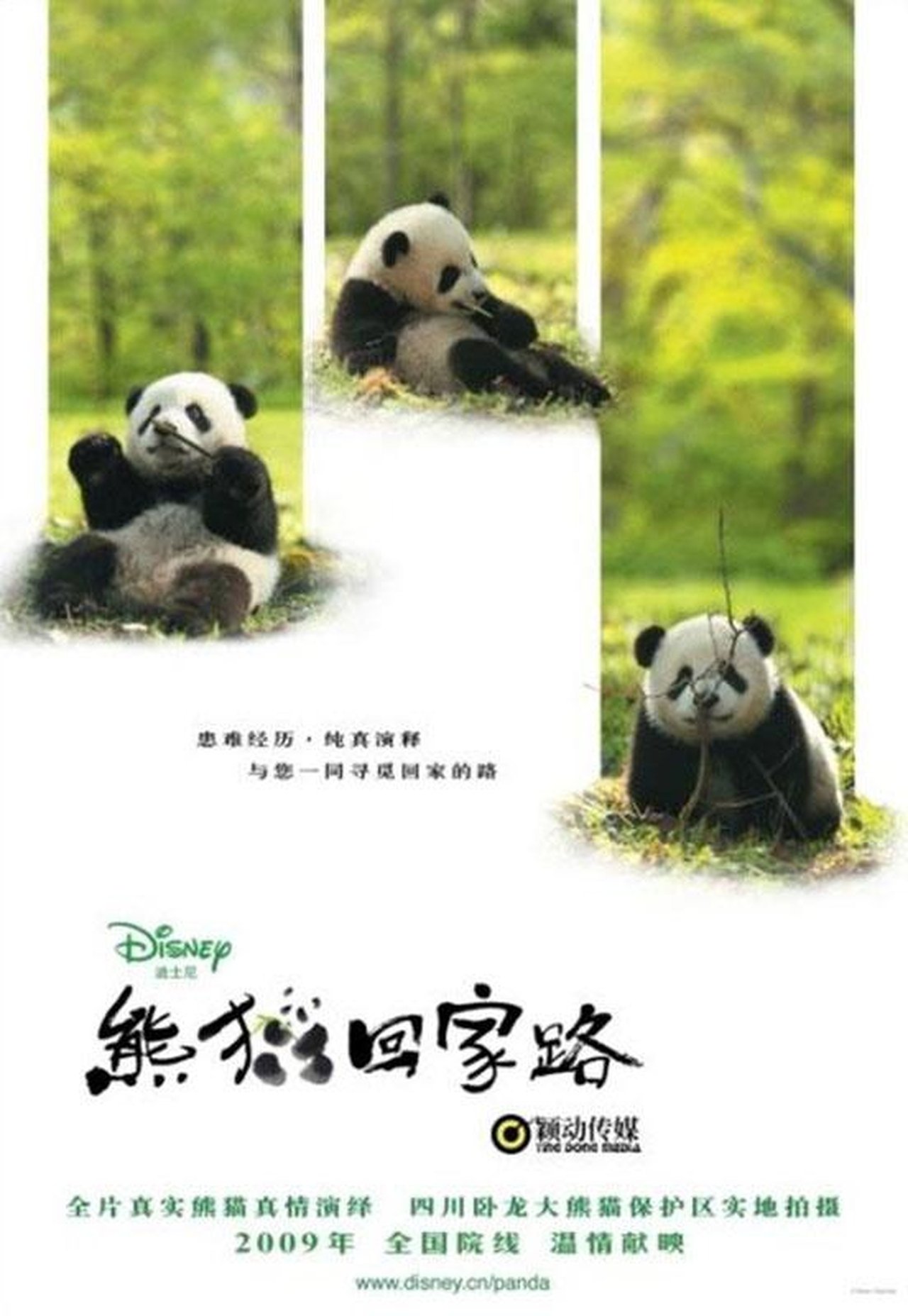 مشاهدة فيلم Trail of the Panda مترجم بدون اعلانات - بوستر