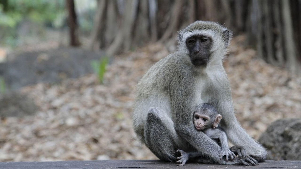 Paula und die wilden Tiere — Épisode 35