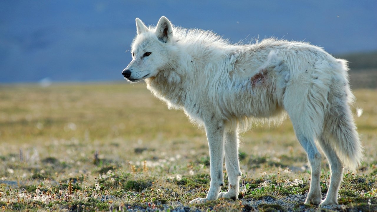 Nature - Season 27 Episode 1 : White Falcon, White Wolf