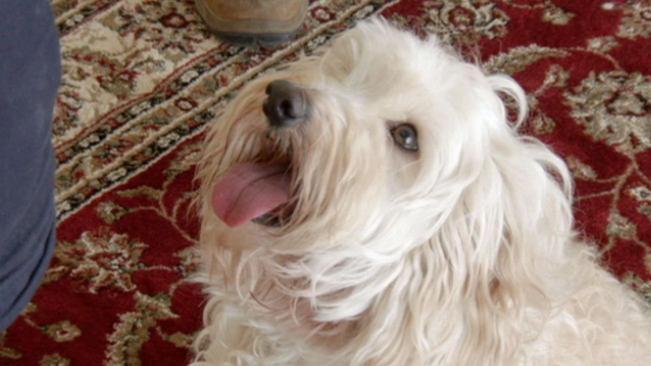 Making Dogs Happy (Part 2)