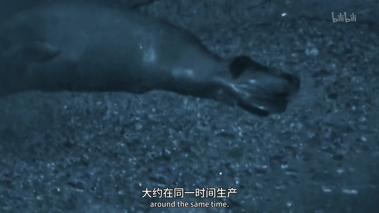 Méditerranée: L'odyssée pour la vie — Science of : Les sentinelles de la Méditerranée