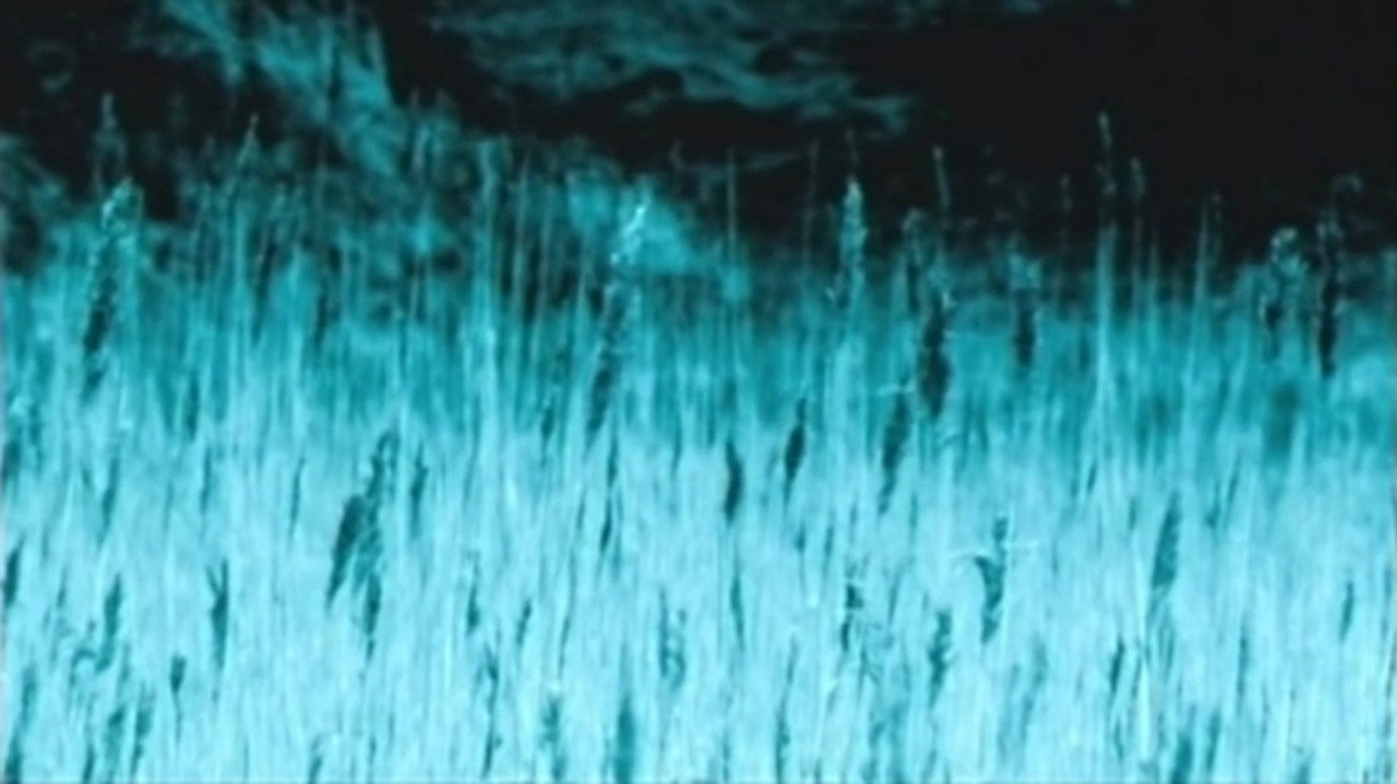 Fondo