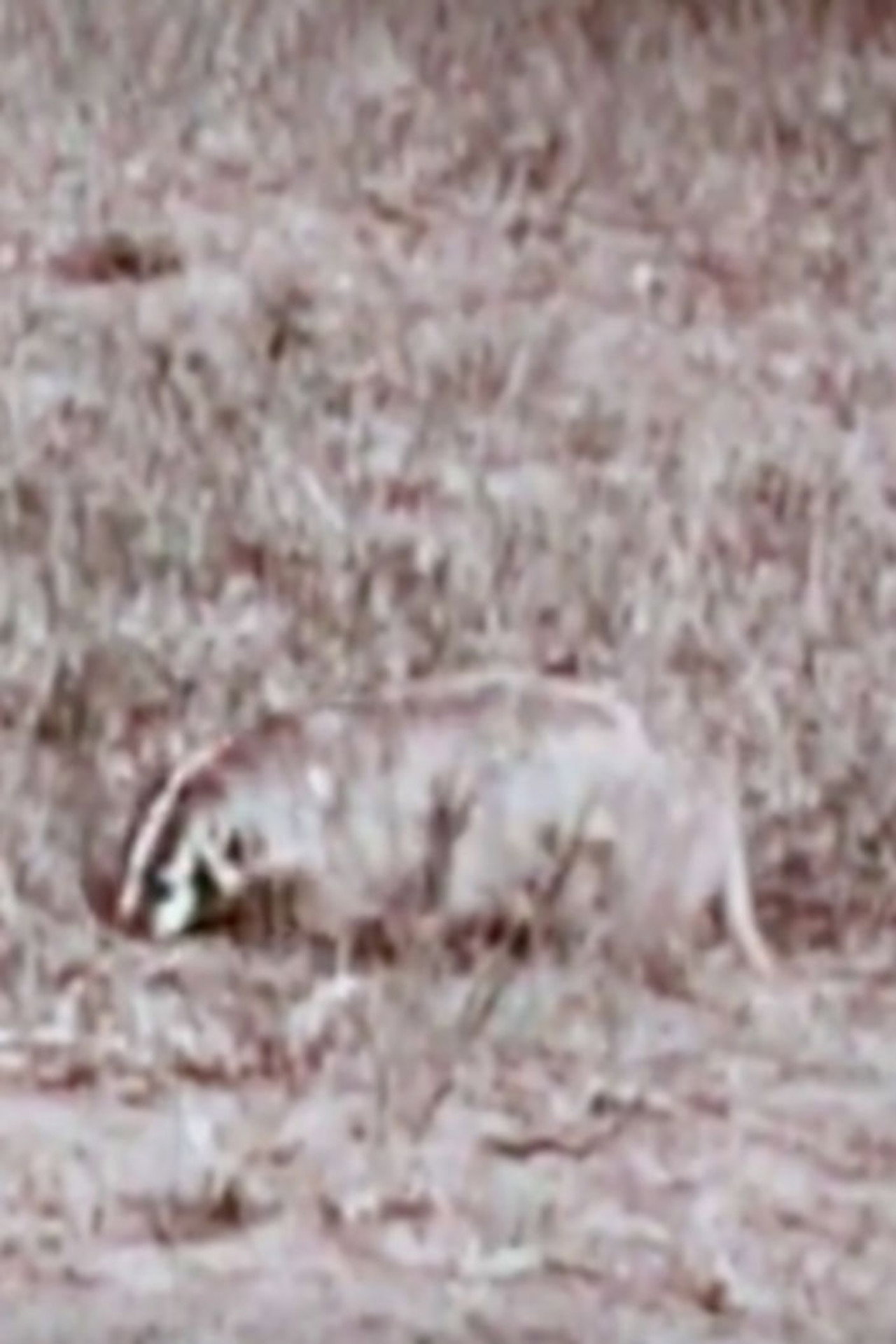 A Badger's Bad Day Backdrop