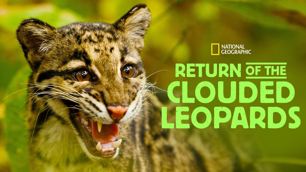 Return of the Clouded Leopards background