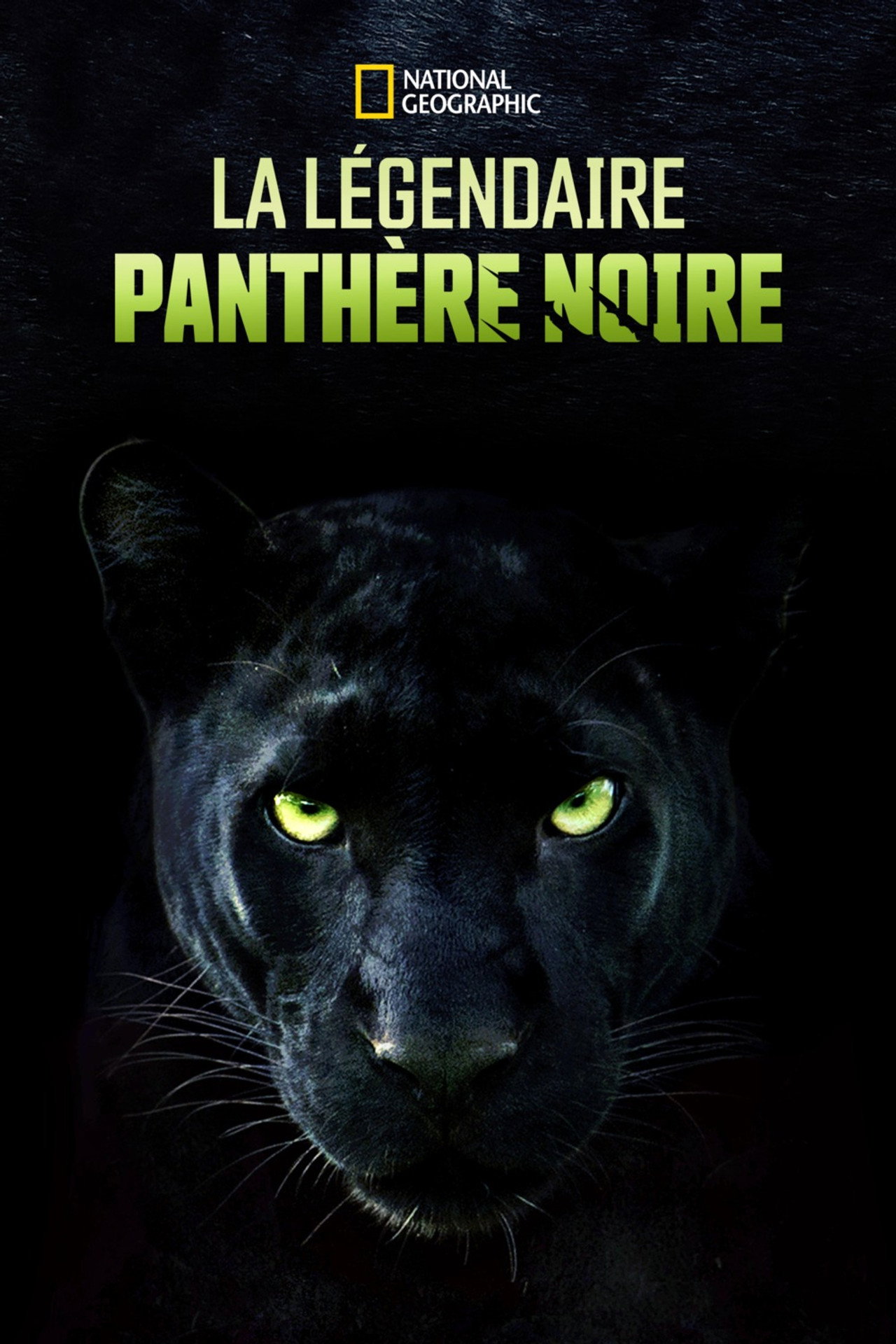 La légendaire panthère noire