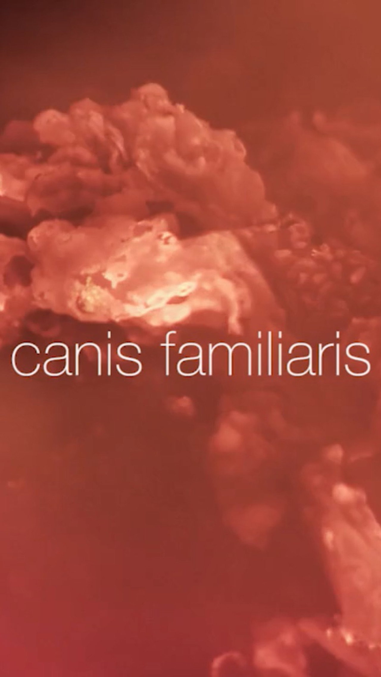 Canis familiaris filmaffisch